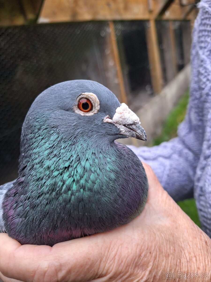 Poštovní Holubi - 3