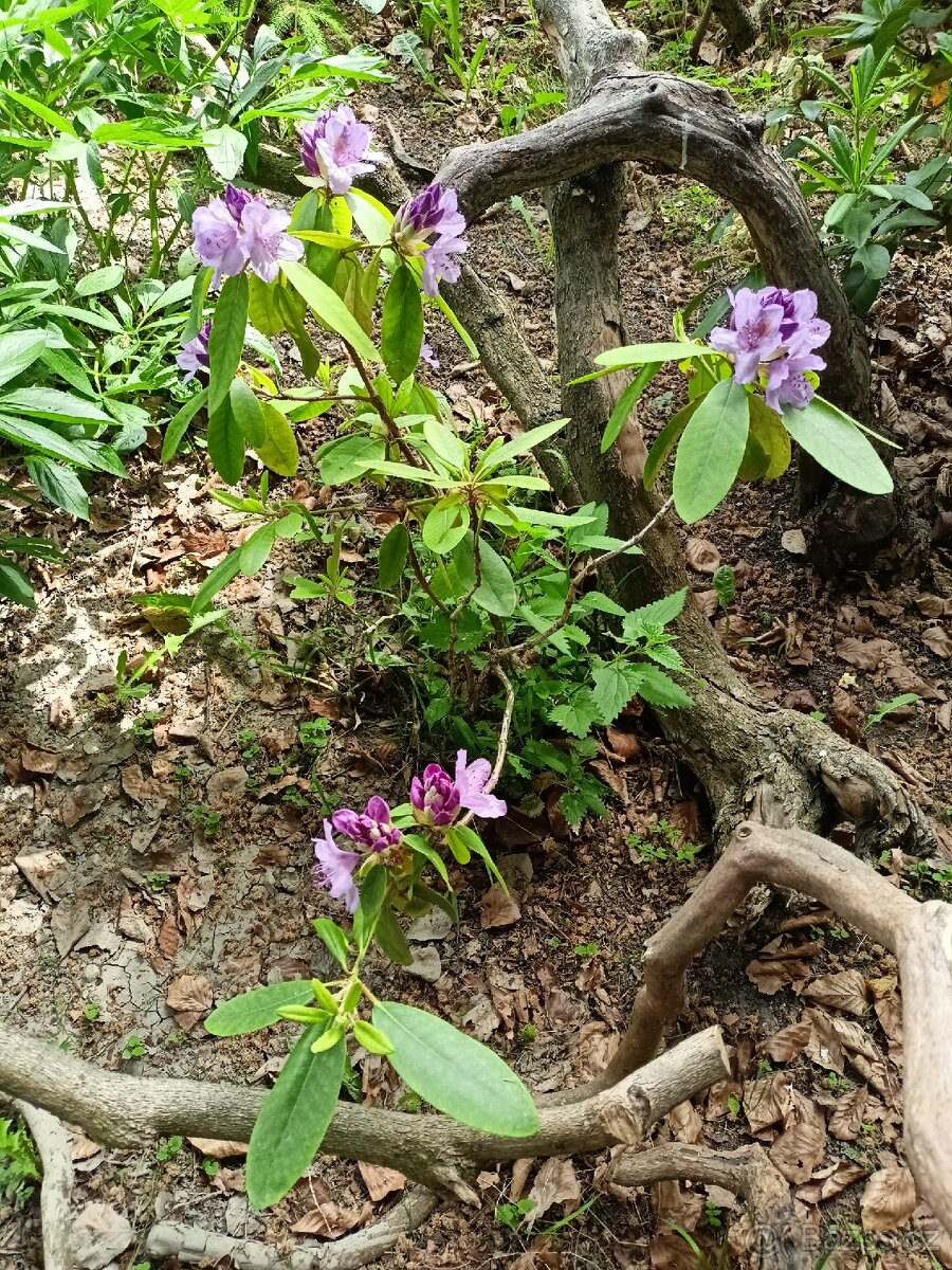 Rododendrony - 3