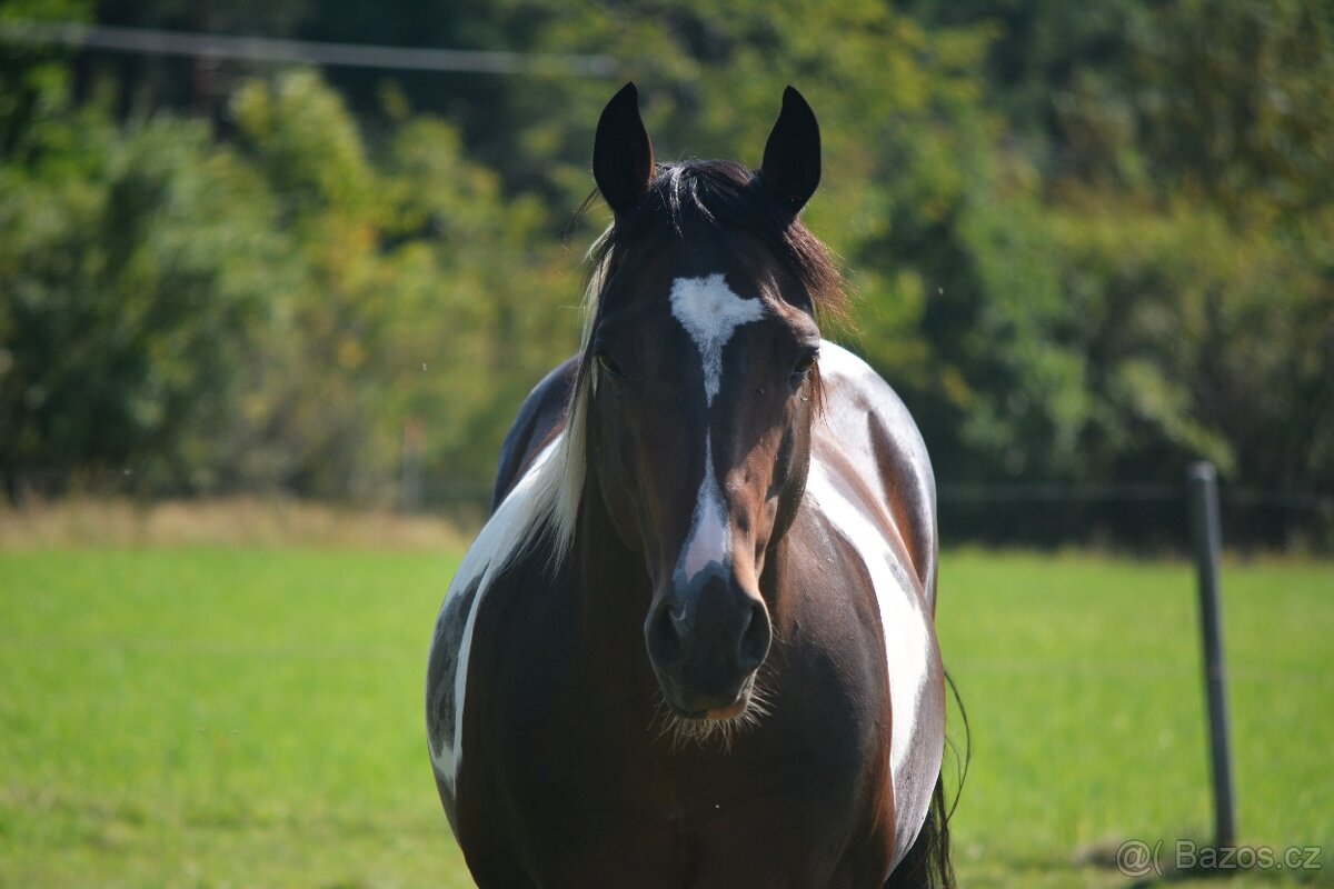 7 letý hřebec APH - 3