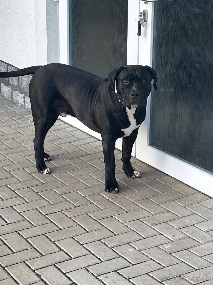 American Bully XL - 3