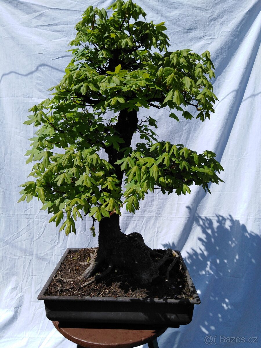 bonsai - 3