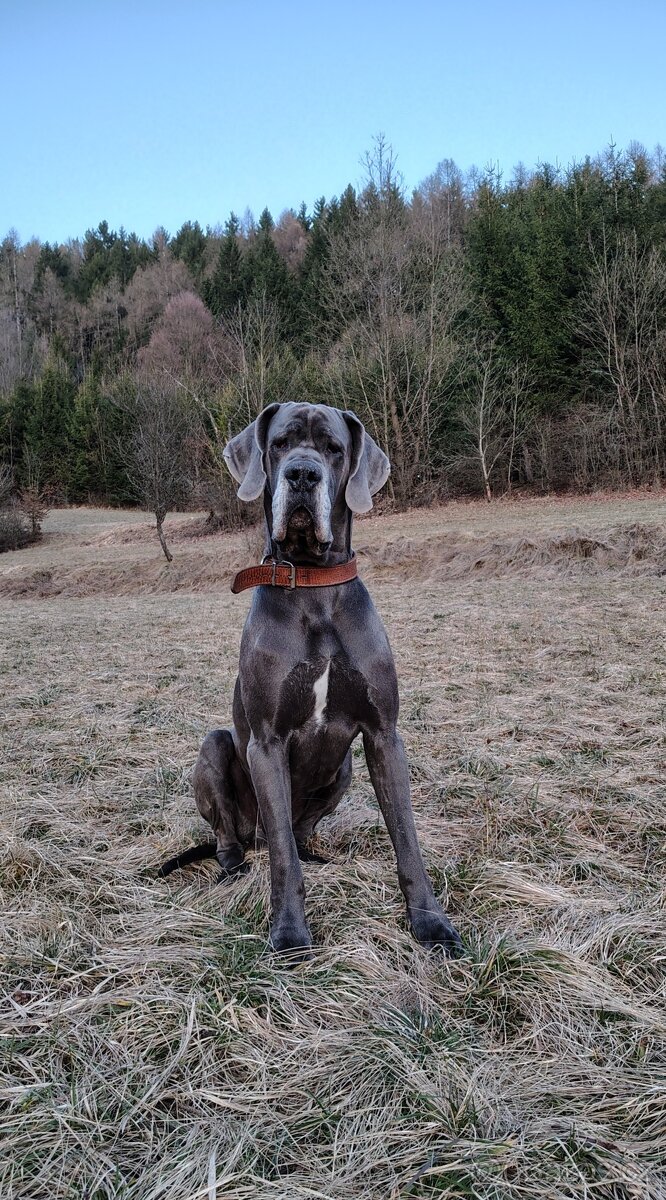 Německá doga krytí - 3