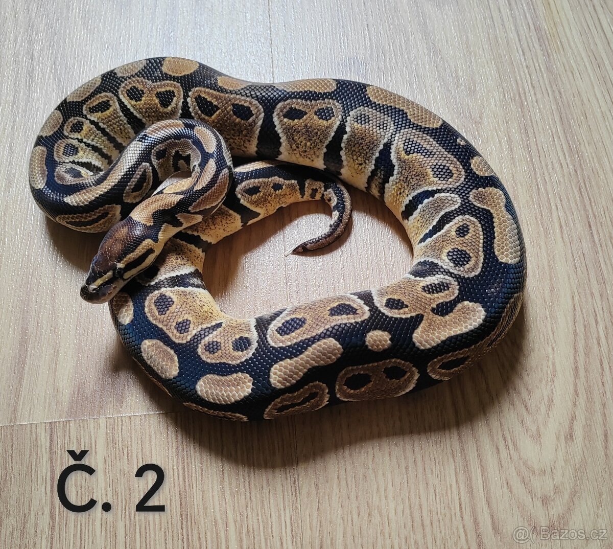 Krajta královská ♀️ - 3