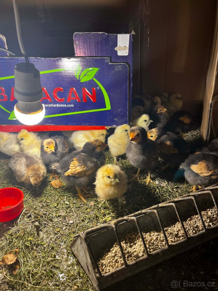 Kuřata - Hedvábnička a Forverka - 3