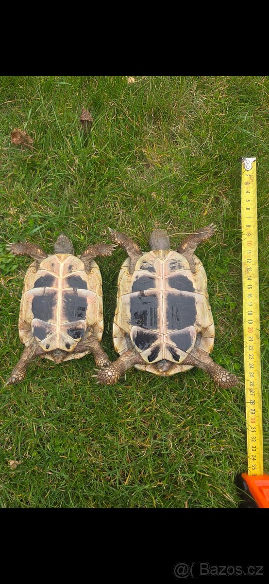 Želva - 3