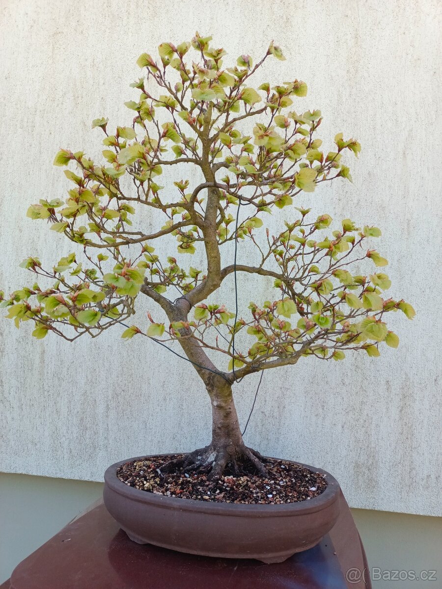 bonsai, bonsaj - 3