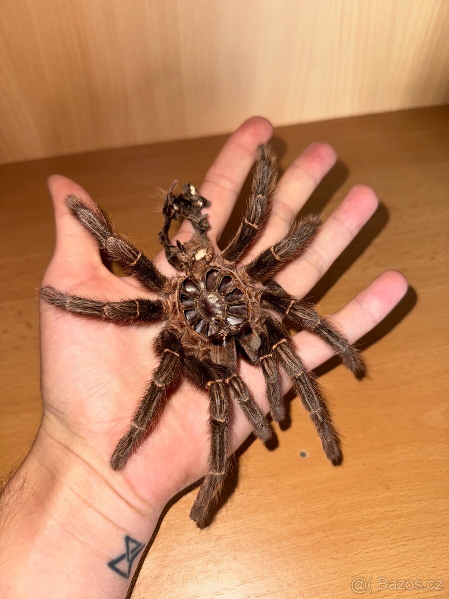 Lasiodora parahybana - 3