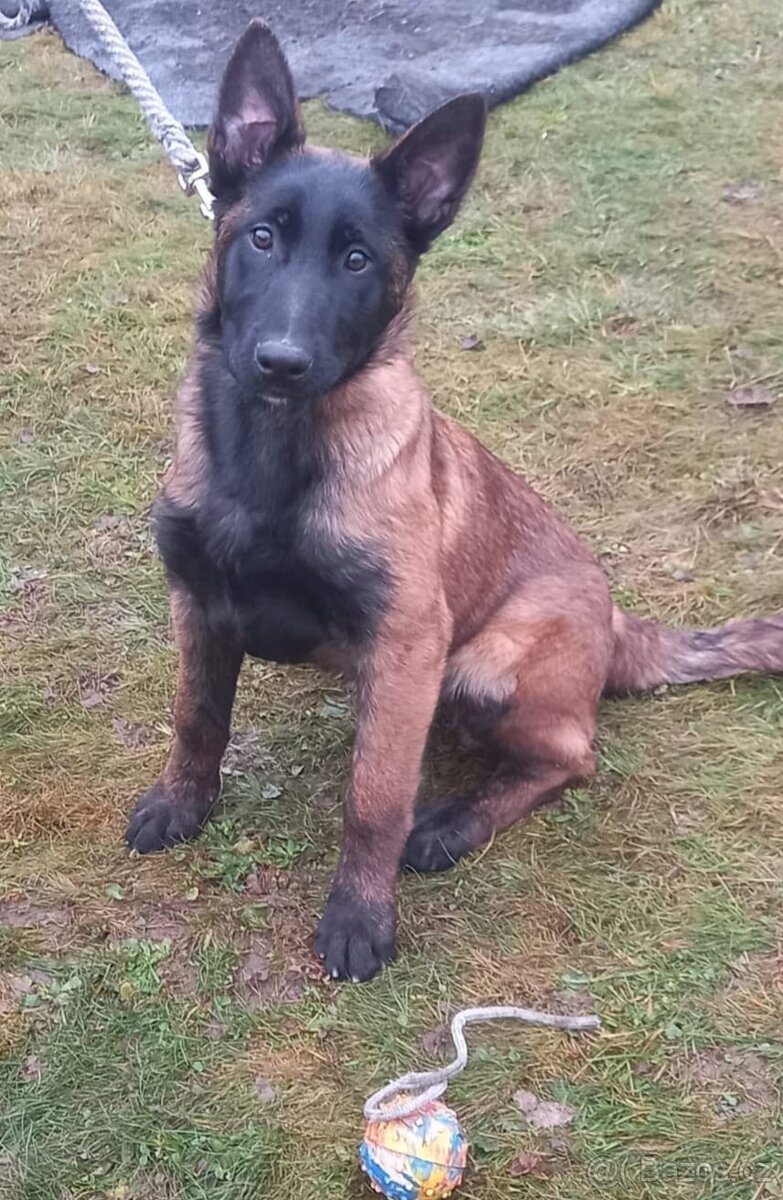 Belgický ovčák MALINOIS 4měs. fenka s PP /Vysočina - 3