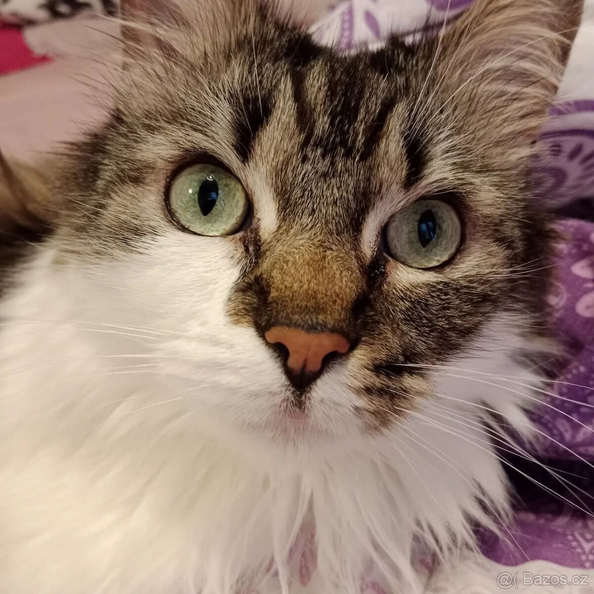 Daruji kočičku Mainskou mývalí - 3