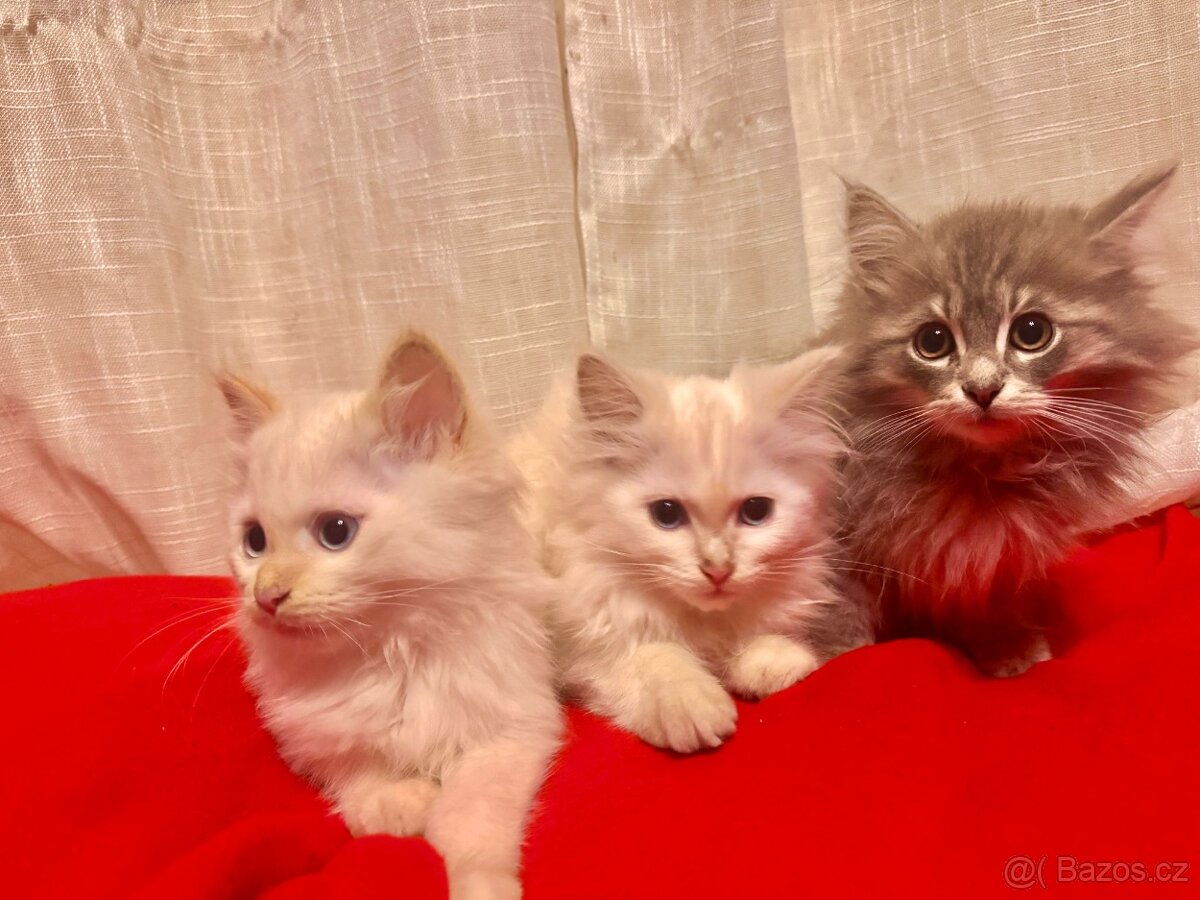 Sibiřská kočka, Něvská maškaráda - 3