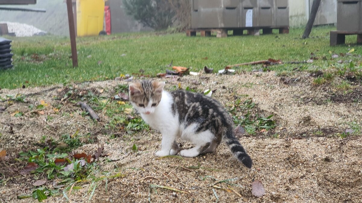 Darujeme koťátko - 3