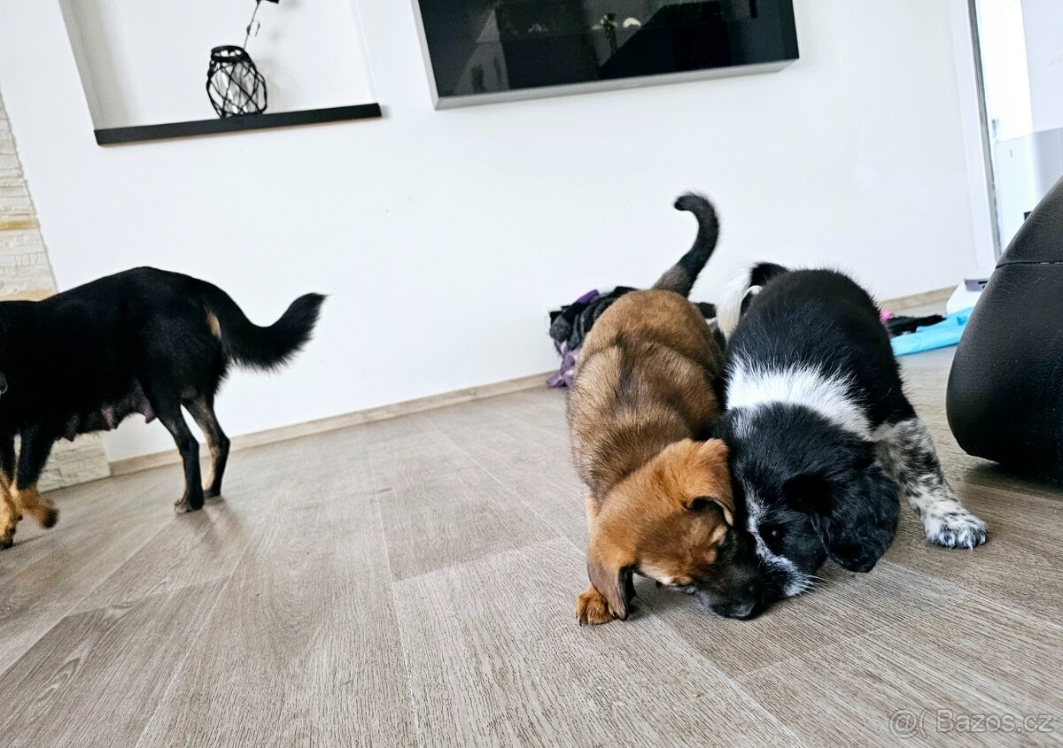 Štěňátka kříženci - 3