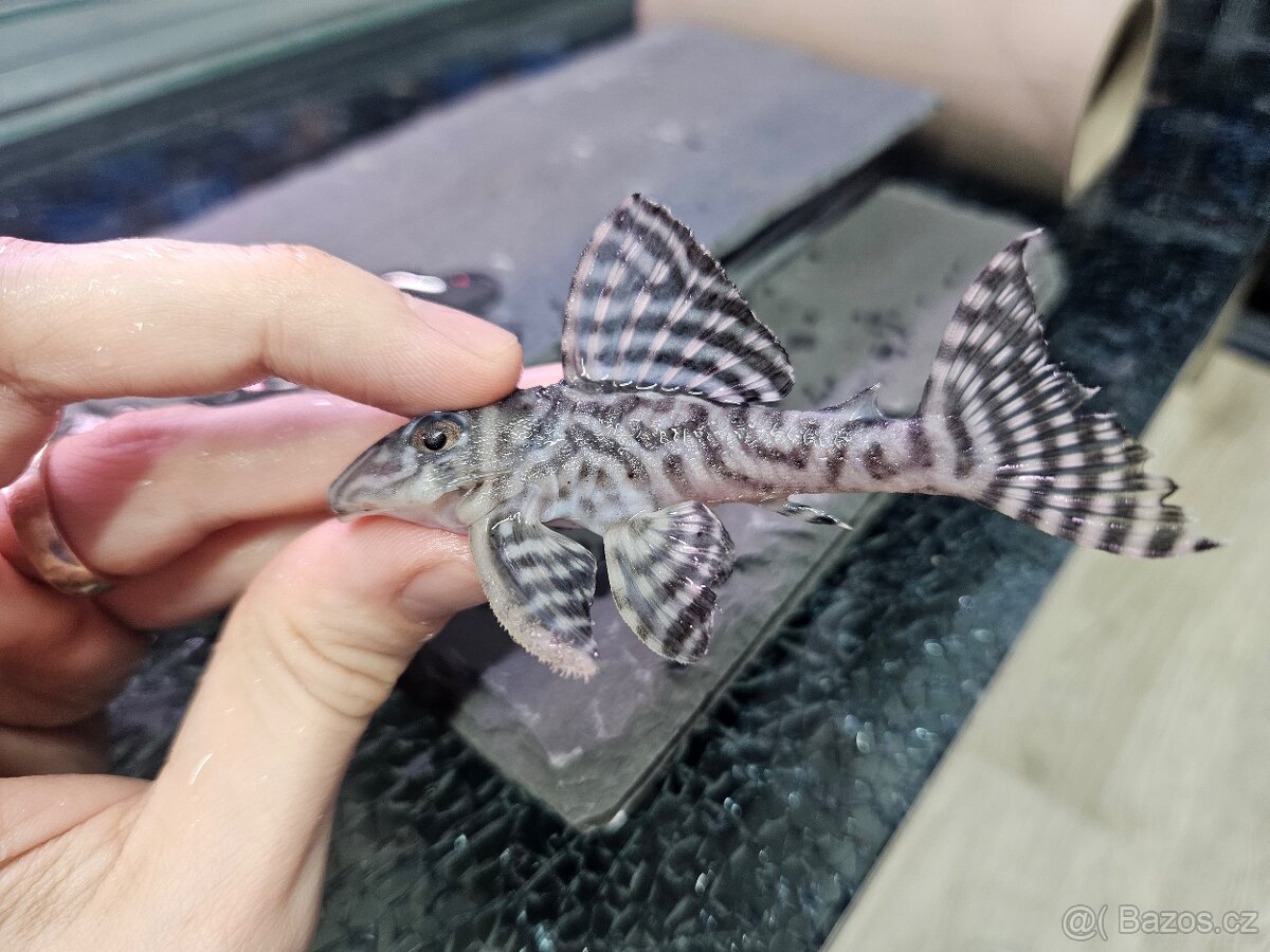 L 236 Super White - chovné páry - 3