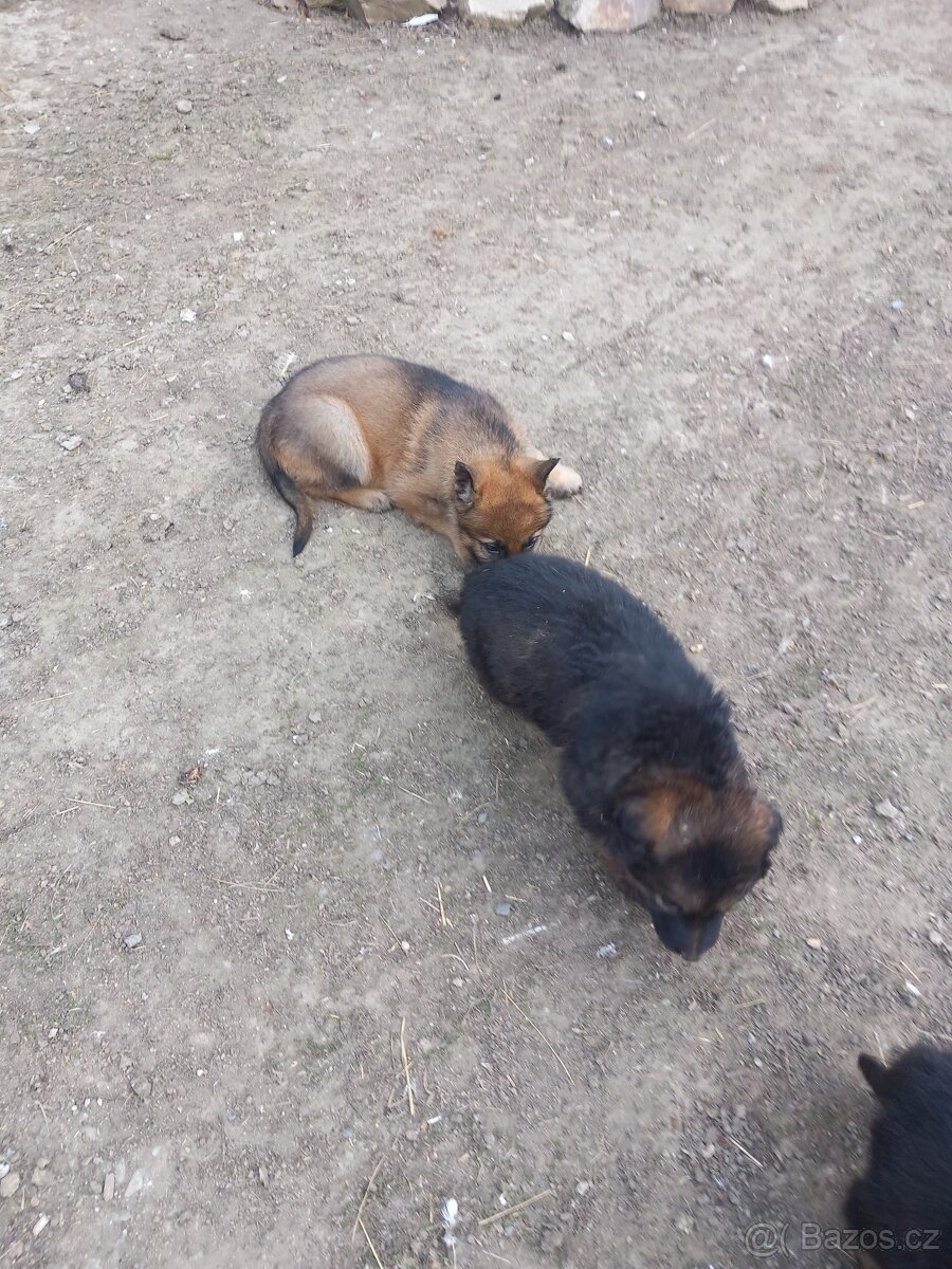 Německý ovčák - 3