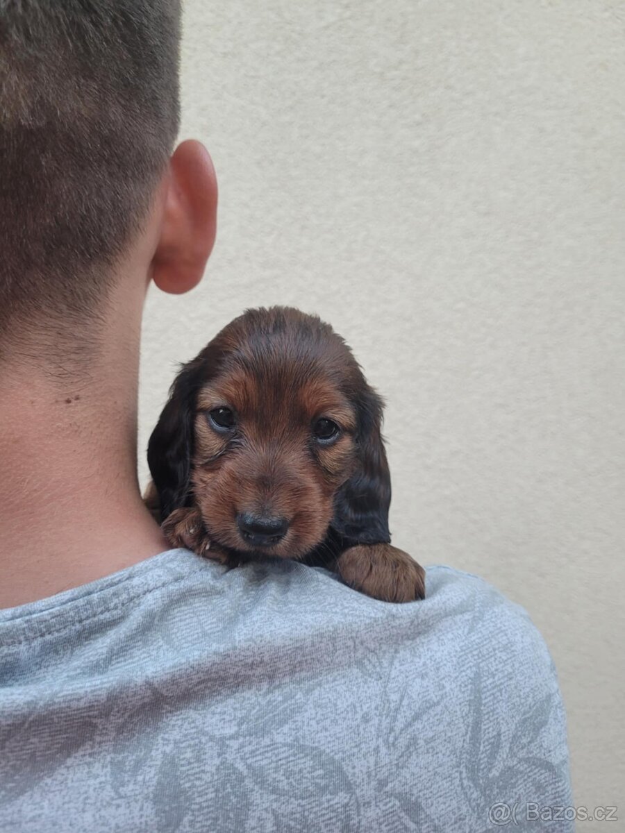 Jezevčík standard dlouhosrstý - 3