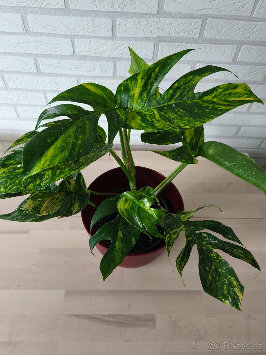 Epipremnum Golgfinger - 3