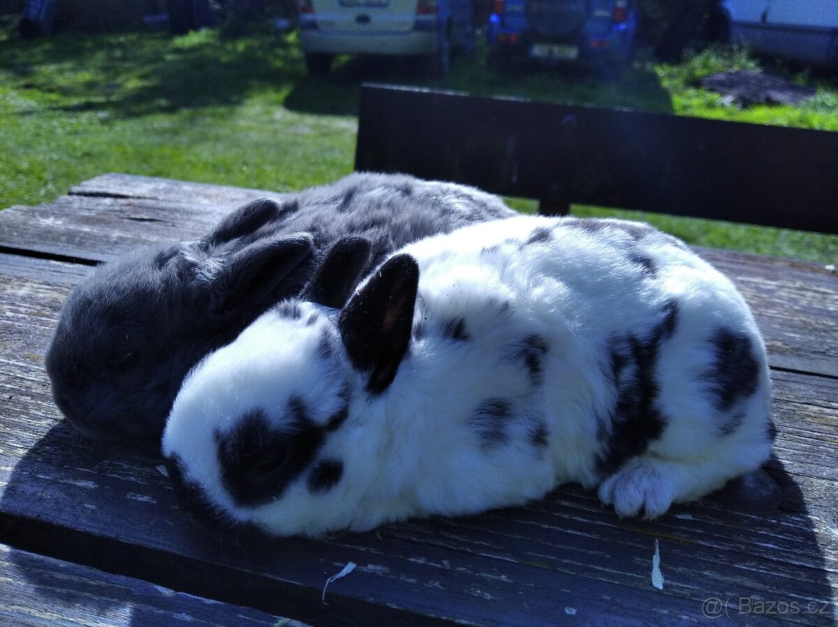 Zakrslý králík - 3