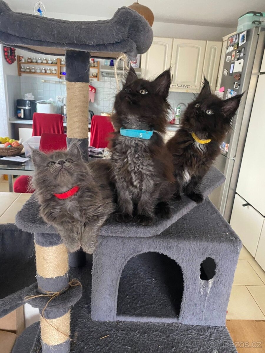 Čistokrevné mainské mývalí koťátko - blue smoked - holčička - 3