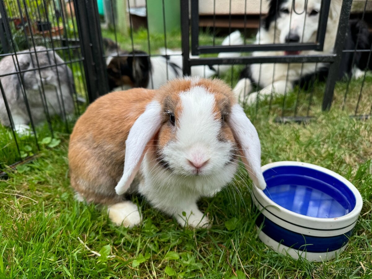 Daruji minilop králíčky - 3