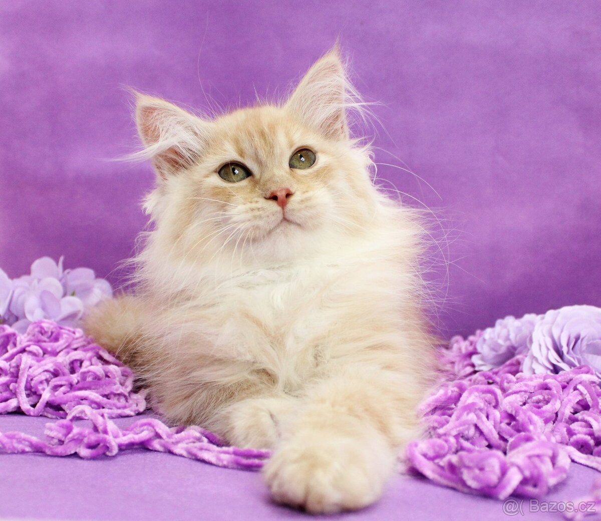 Sibiřská kočka - 3