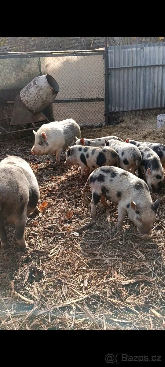 Gottingenská sviňka k chovu - 3