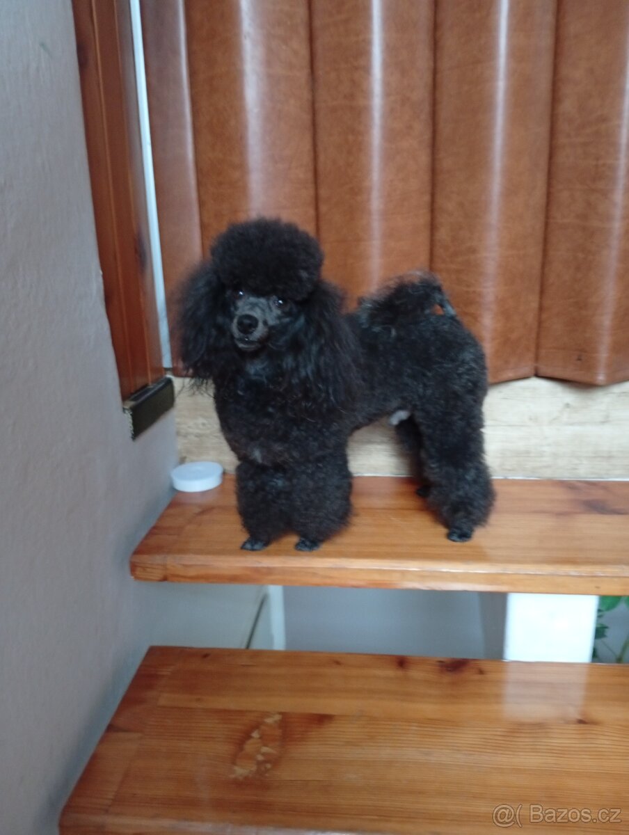 pudl toy černý - krytí - 3