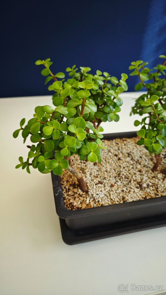 Portulacaria afra - lesík - 3