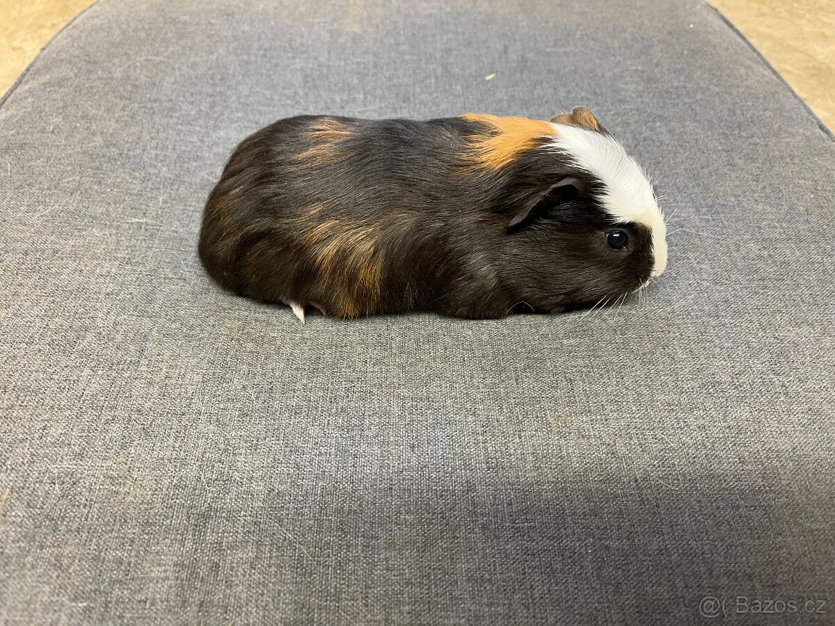 Morče, morčata - hladká, prodej - 3