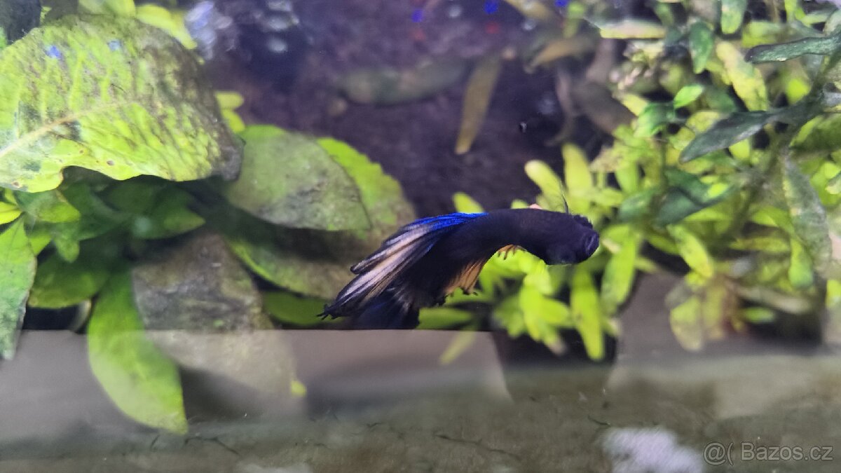 Betta bojovnice - 3