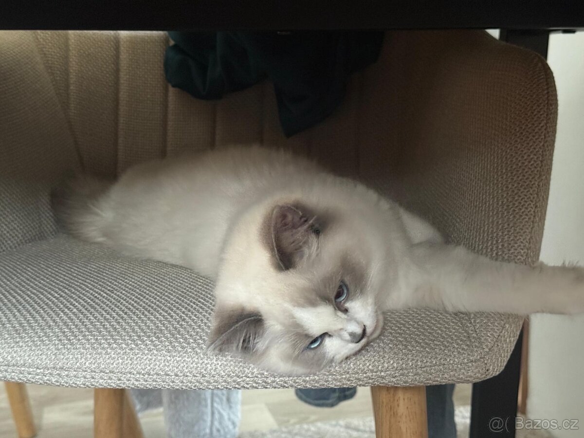 Ragdoll devítiměsíční kocourek s PP - 3