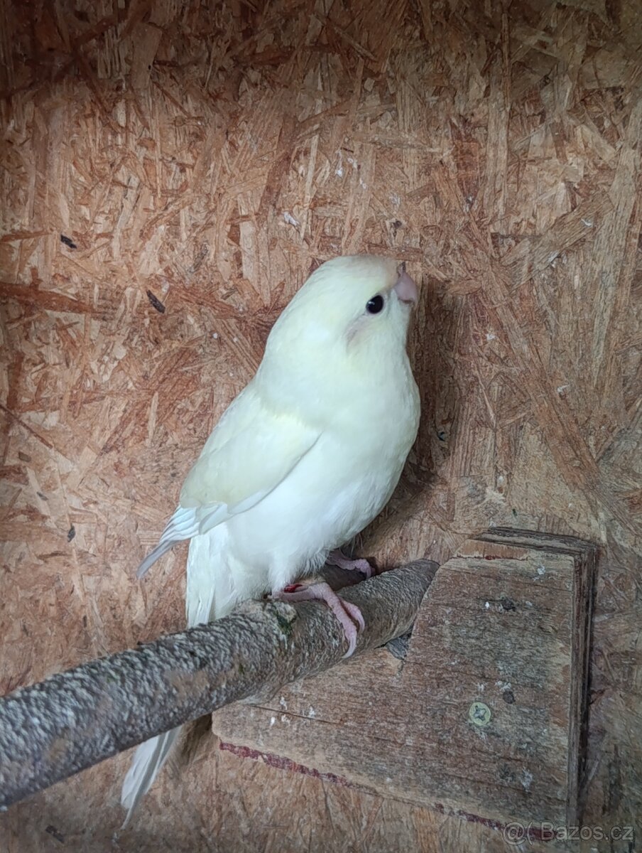 Kakarik - 3