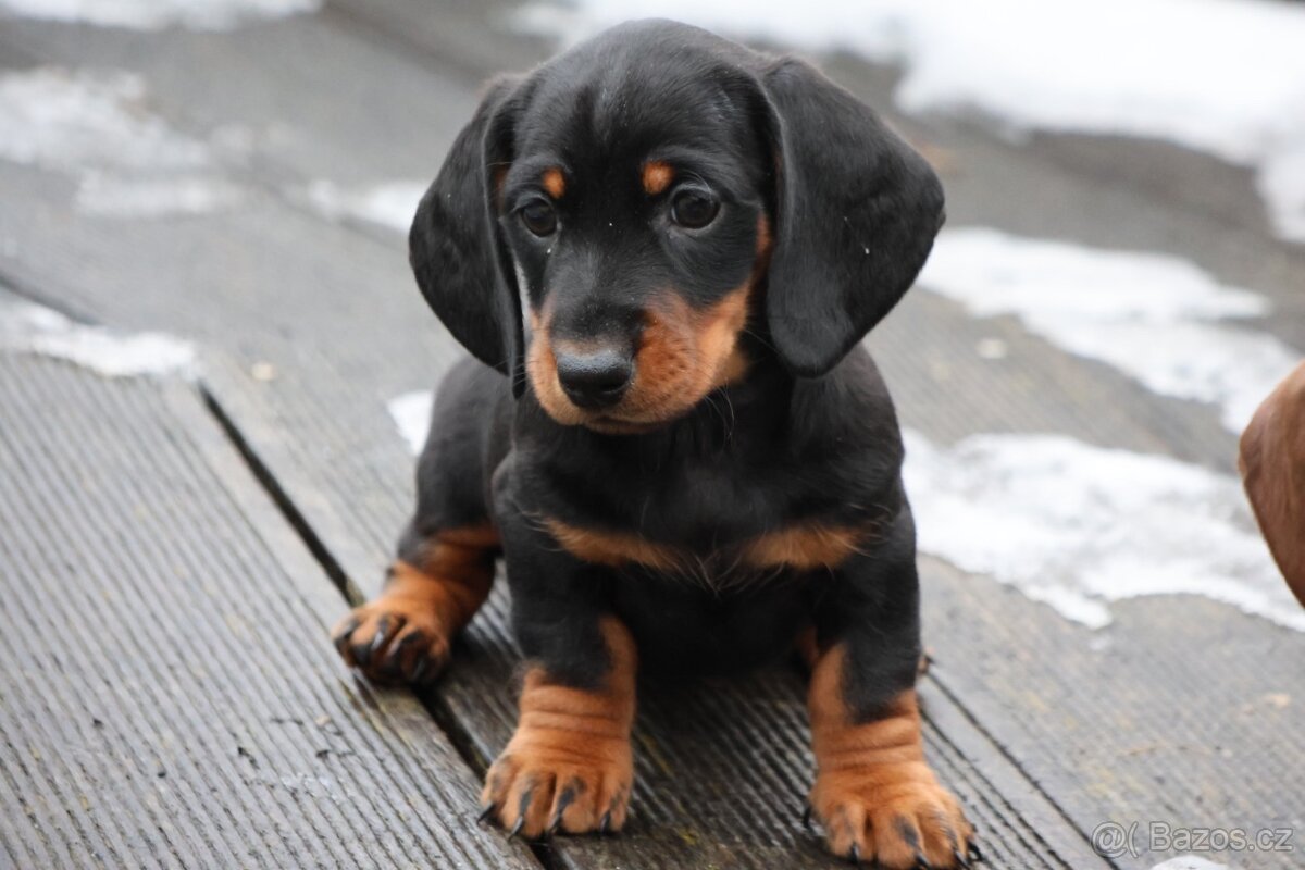 Jezevcik trpaslici - 3