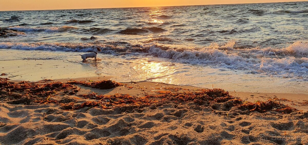 Jack Russell na krytí - 3