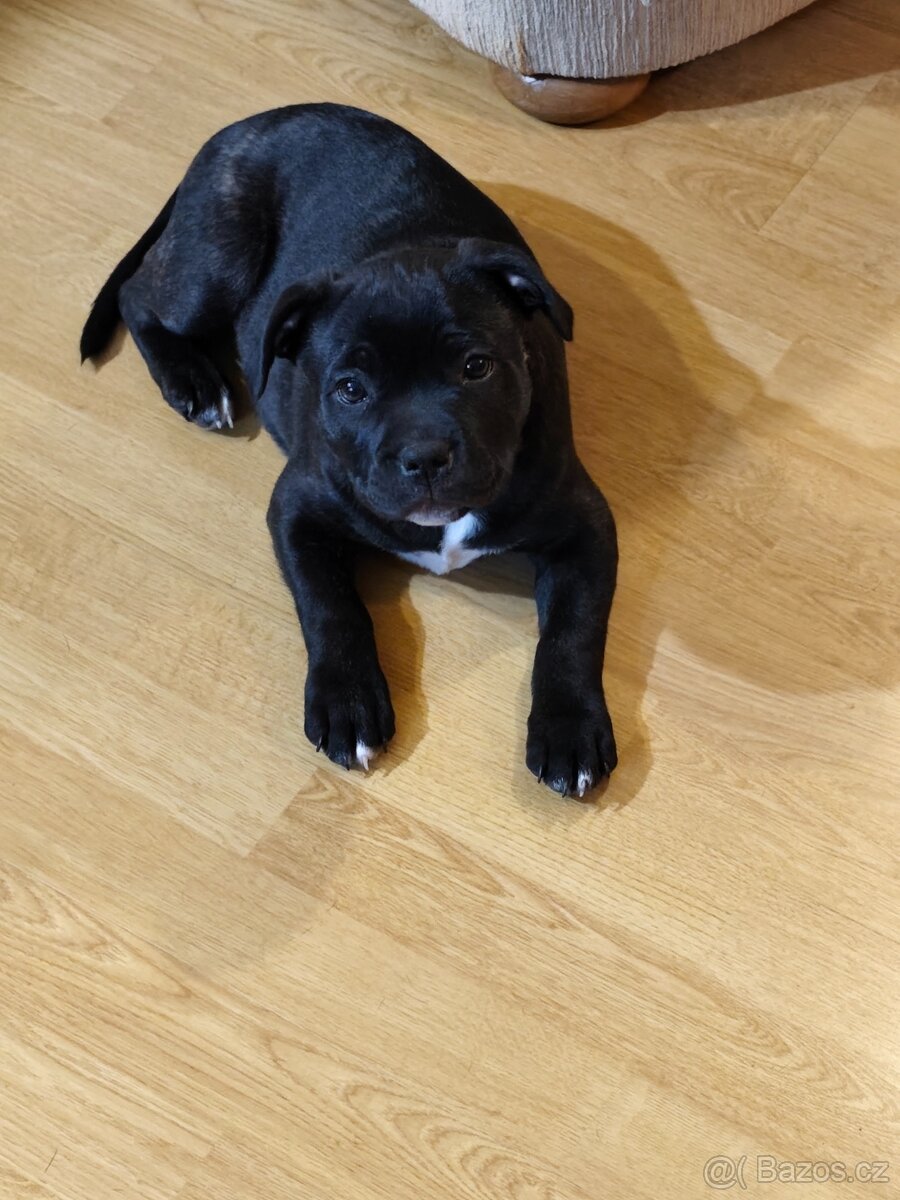 Nabídka psa - 3