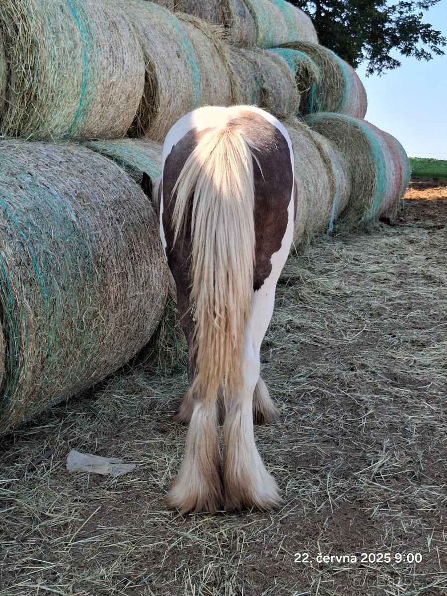 Kvalitní klisna - Irský cob - 3