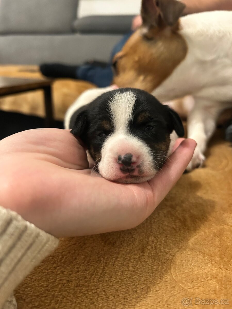 Štěňata typu Jack Russell - 3