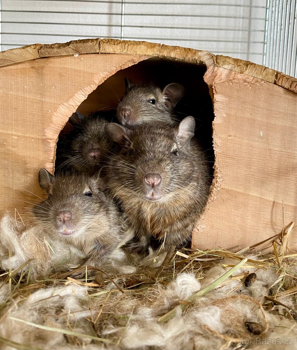 Osmák degu - 2 mláďata - samci (2 měsíce) - 3