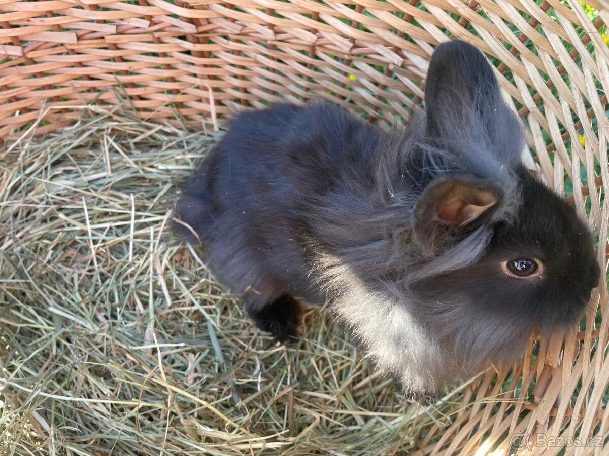 Zakrslí králíčci - 3