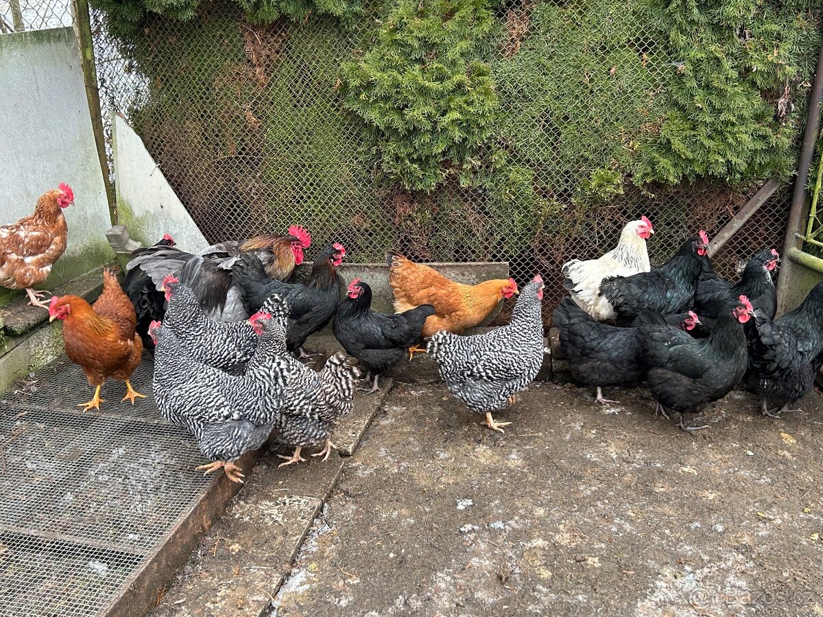 Násadová vajíčka - 3