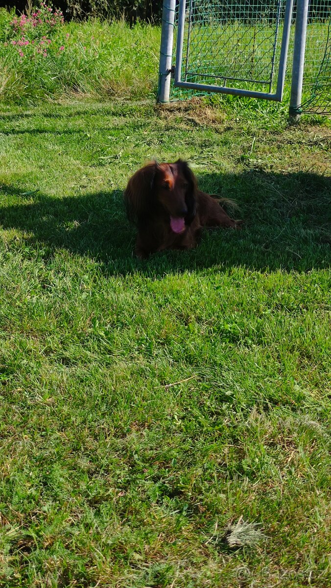 Jezevčík dlouhosrstý standard - 3