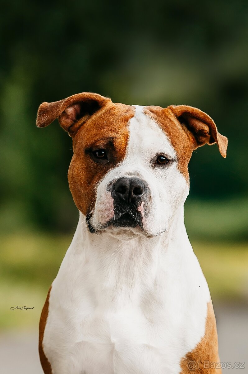 Nabízím krytí uchovněným psem s PP - 3