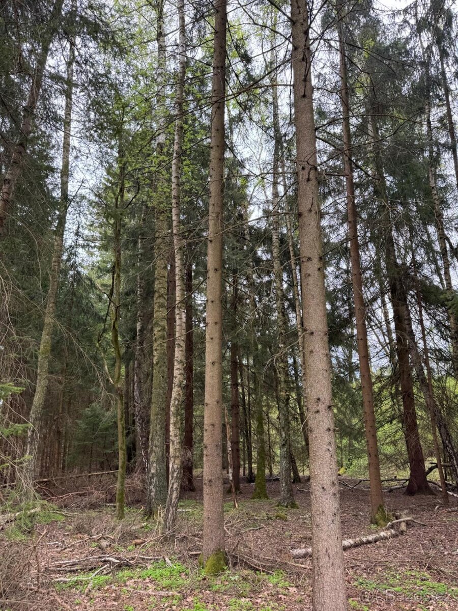 Prodám lesní pozemek v k.ú. Bednáreček - 3