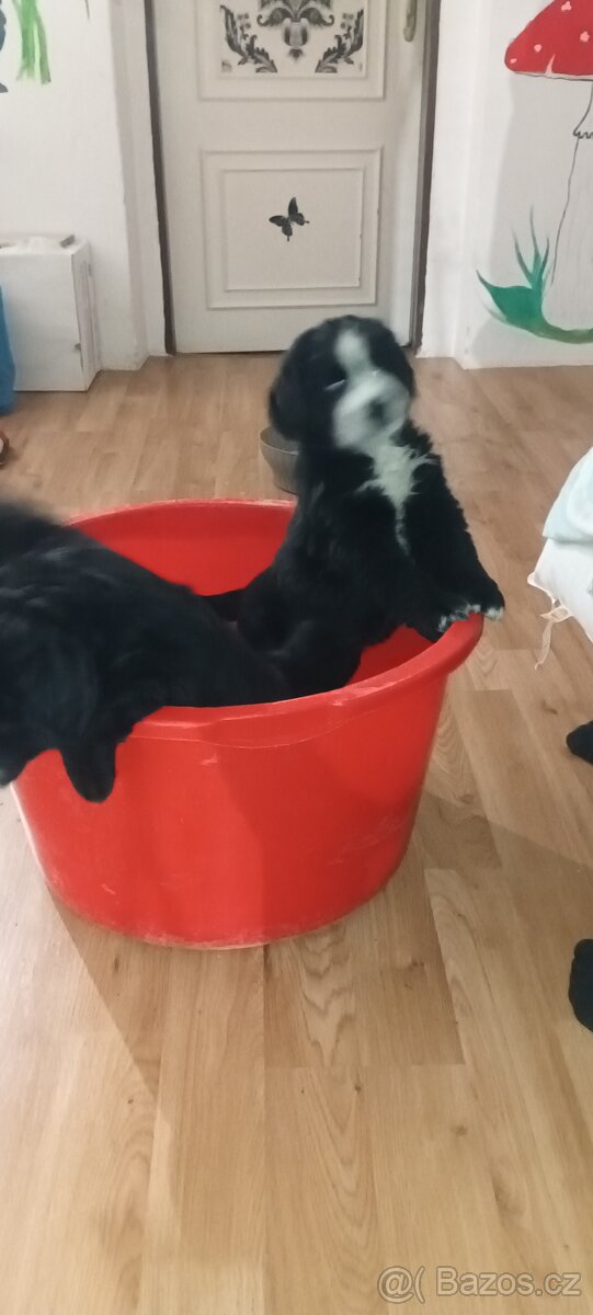 Bernský salašnický pes štěňata bez PP - 3