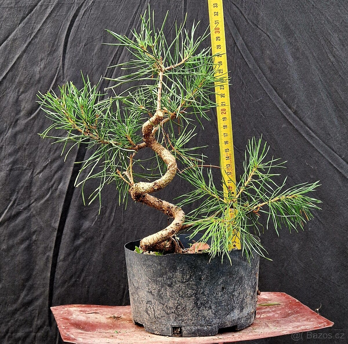 Pre- Bonsai : Pinus sylvestris 3 - 3