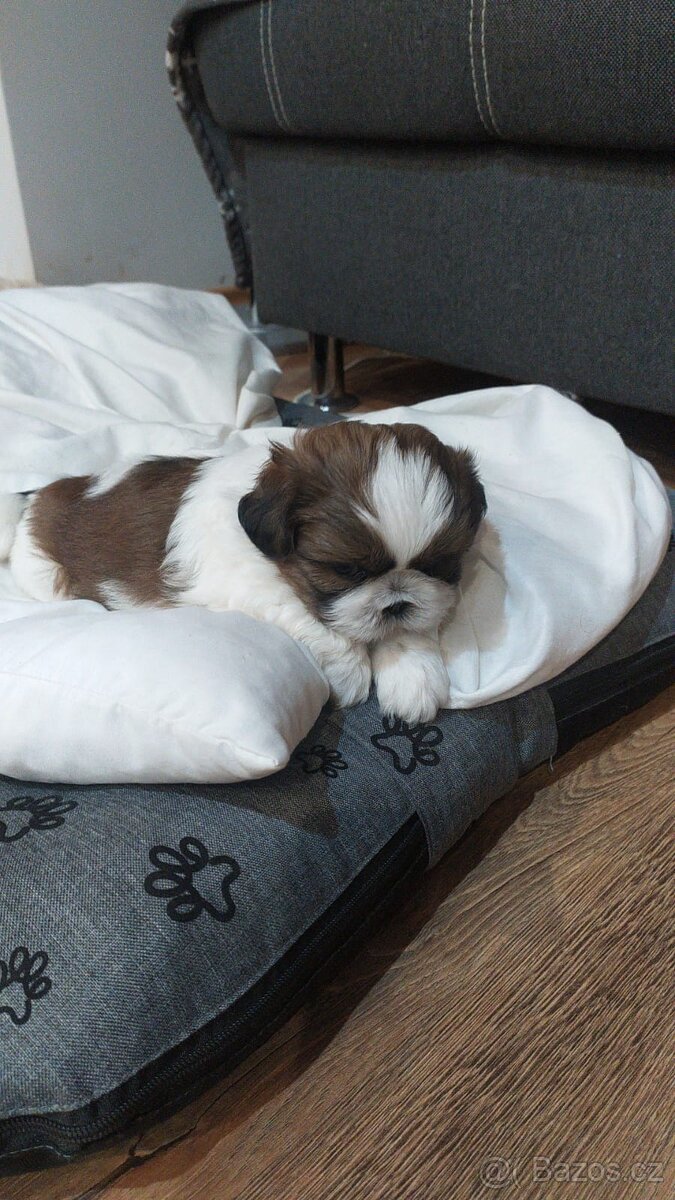 Prodám štěňátko Shih tzu - 3
