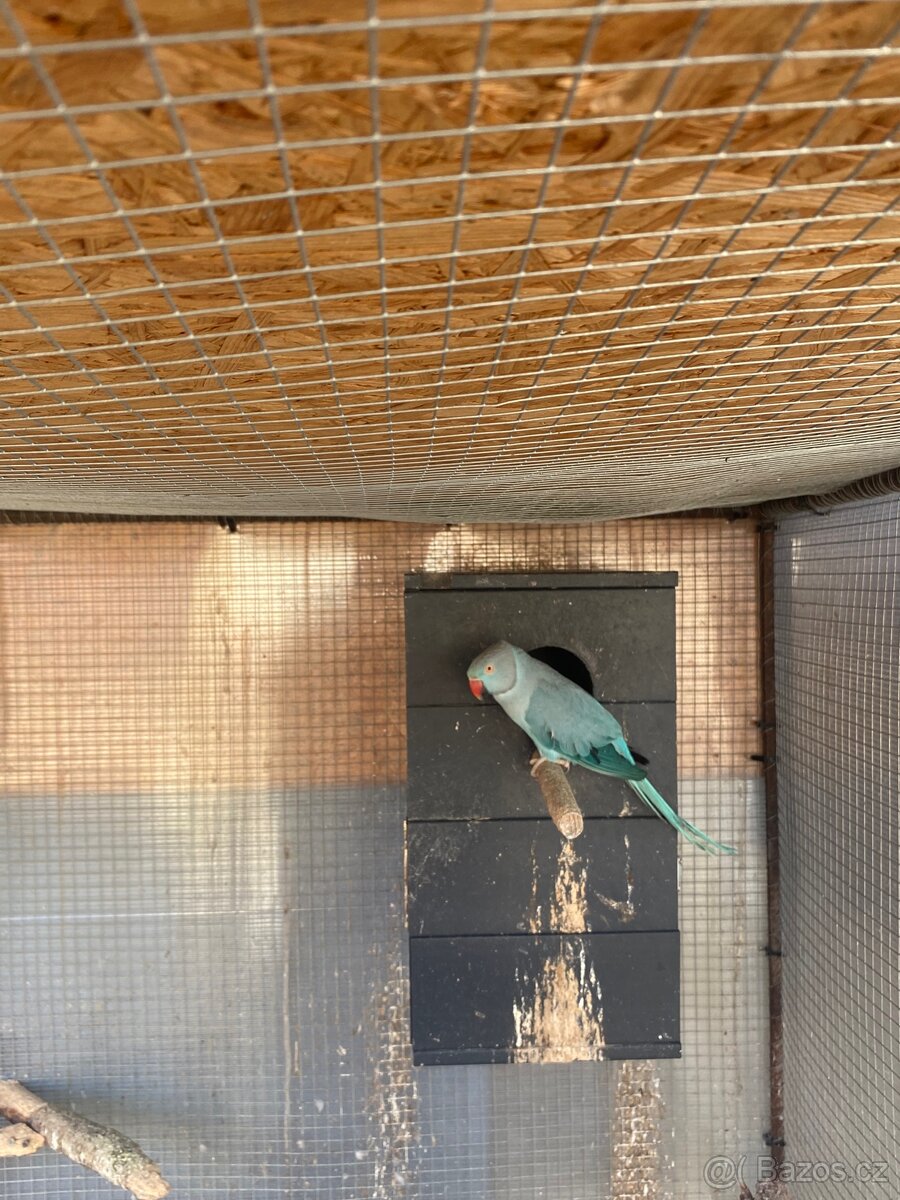 Prodám Alexandry malý - 3