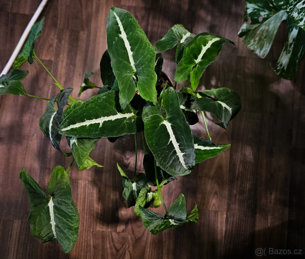 Syngonium Wendlandii - 3