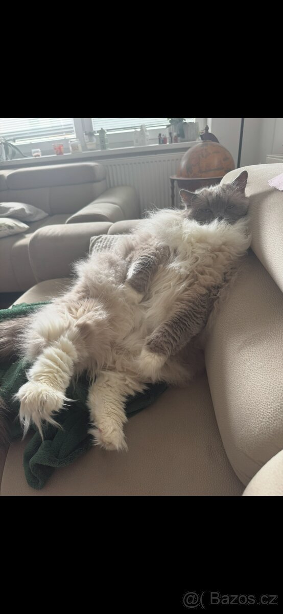 Ragdoll kocour a kočka - 3