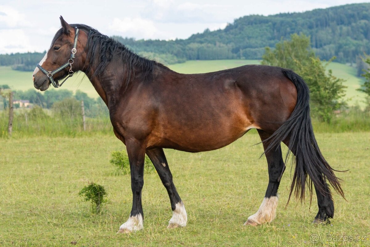 Welsh cob klisna - 3