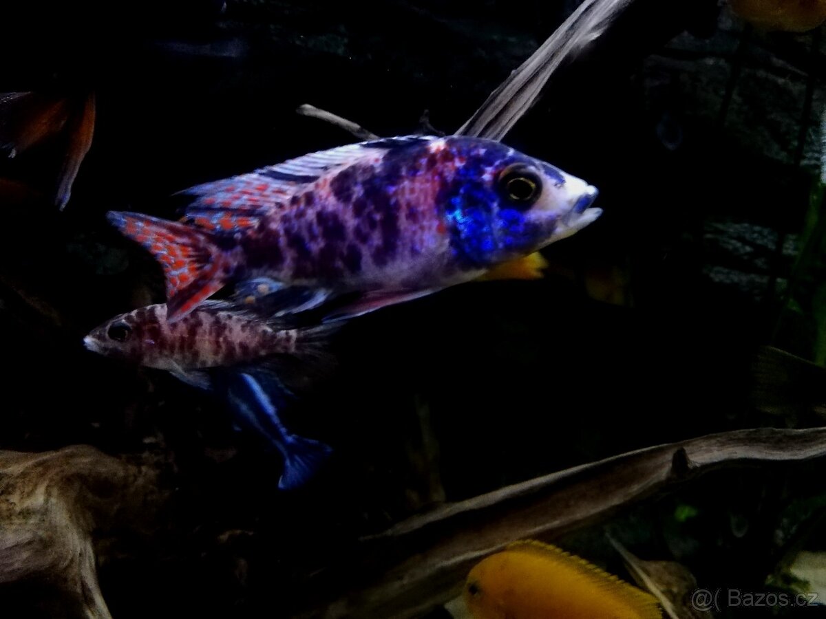 Tlamovci Malawi 8 - 3